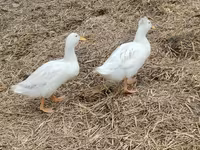 Alman Pekin — foto 2