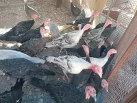 Turkeys — Foto 5