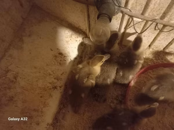 Ducks — Azerbaijan
