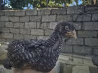 Chickens — photo 3