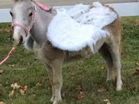Madyan, Miniature horse — foto 3