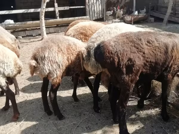 Oveja, Ovejas