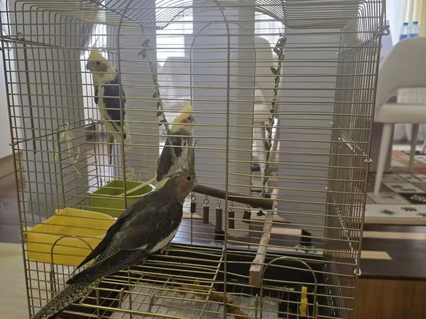 Növ: Nimfa tutuquşuları (cockatiel) – 3 ədəd Rənglər: sarı başlı