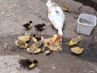 Domestic Muscovy — photo 3