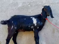 Cabra, Beetal goats — foto 3