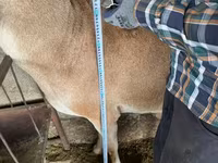 Qoç, Afghan Arabi sheep — foto 5