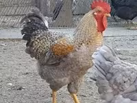 Chickens — foto 2