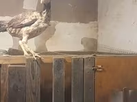 Chickens — photo 2
