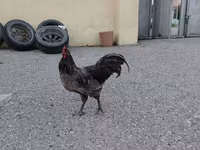 أوسترالورب — الصورة 4