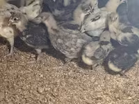 Australorp — Foto 2