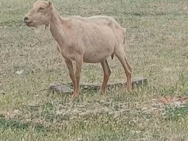 Kozel, Alpine goat