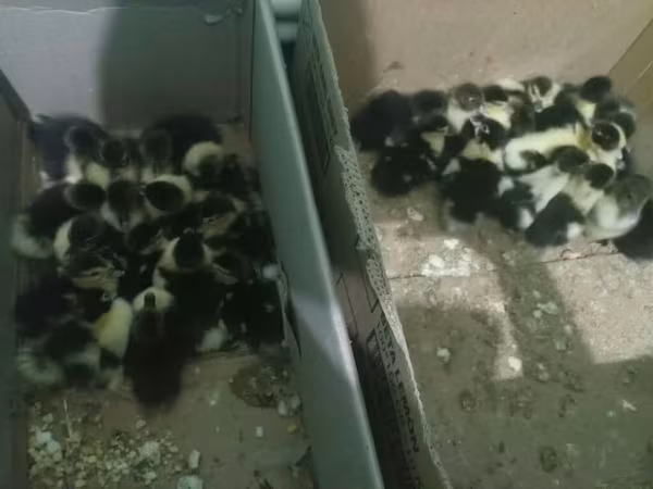 Domestic Muscovy — Azerbaijan