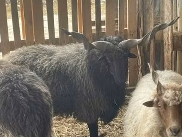 Baran, Racka sheep