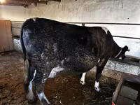 İnək, Simmental cattle — foto 3