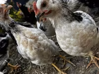 Chickens — photo 4