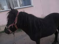 Yegua, Shetland Pony — foto 3