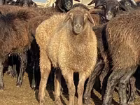 Вівця, Edilbay sheep — фото 4