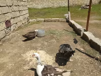 Ev Muskovisi — foto 2
