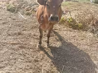 母牛, Cattle — 照片 3