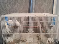 Ağ rəngli dalmatin (boz dimdikli) nimfa/paraket tipli xonça quşu və — Foto 2