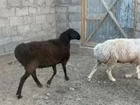 Кочкор, Койлор — сүрөт 2