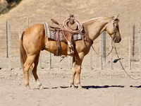 Cavalo, Quarter Horse — foto 4