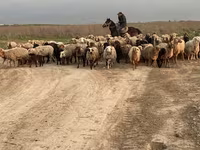 Qoç, Qoyunlar — foto 1