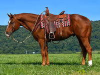 At, Quarter Horse — foto 8