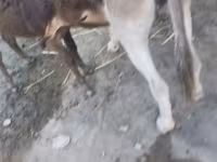 Caballos (lote, sexo no especificado), Caballos — foto 2