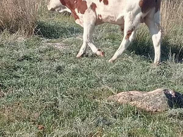 Toro, Simmental cattle