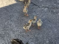 Turkeys — photo 2