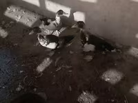 Domestic Muscovy — photo 2