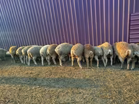 绵羊（批次，未指定性别）, Sheep — 照片 7