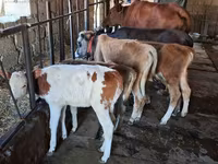 Buğa, Simmental cattle — foto 2