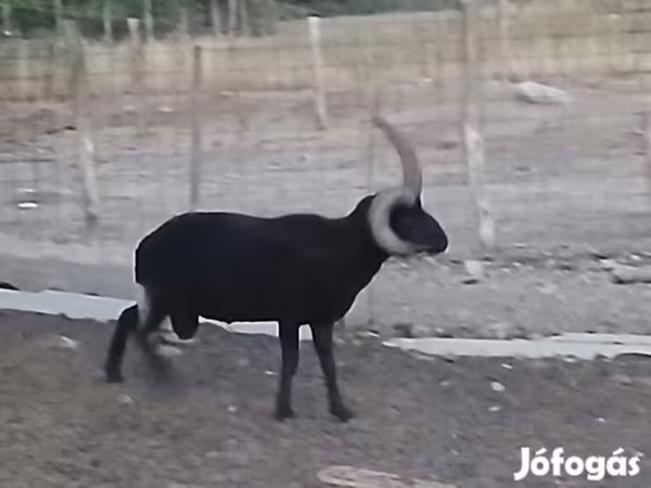 Beran, Shetland sheep