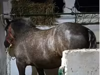 Égua, Cavalos — foto 1