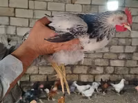 Chickens — الصورة 3