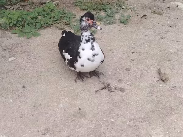 Ducks — Ázerbájdžán