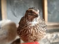 Quails — 照片 1