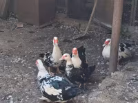 Ducks — 照片 1