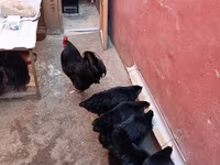 Australorp — photo 1