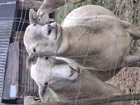 Qoç, Katum sheep — foto 5