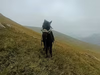 Caballo, Caballos — foto 5