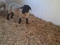 Baran, White Suffolk sheep — zdjęcie 3
