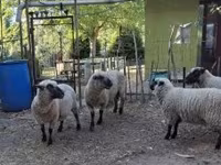 Qoʻchqor, Shroshire sheep — 5-rasm
