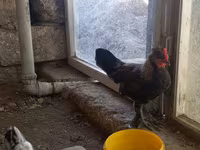 Japanese Bantam — photo 6