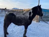At, Yakutian horse — foto 3