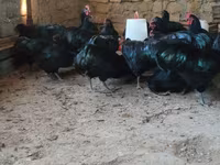 مالينس — الصورة 8