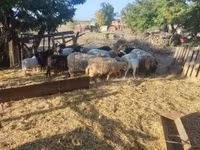 Owce (partia, płeć nieokreślona), Dorper sheep — zdjęcie 4