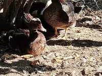 Geese — الصورة 7